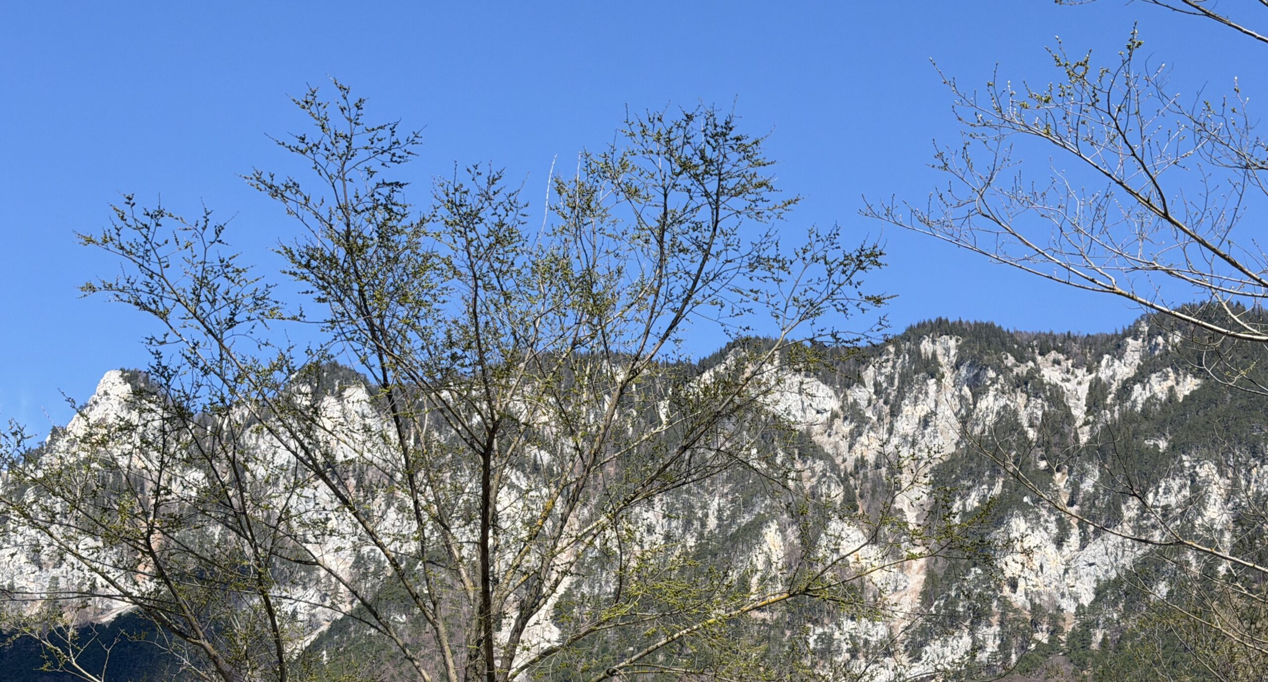 Willkür in der Fadesse